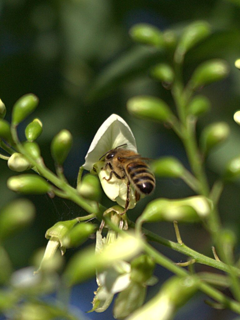 A honey bee foraging on a tree