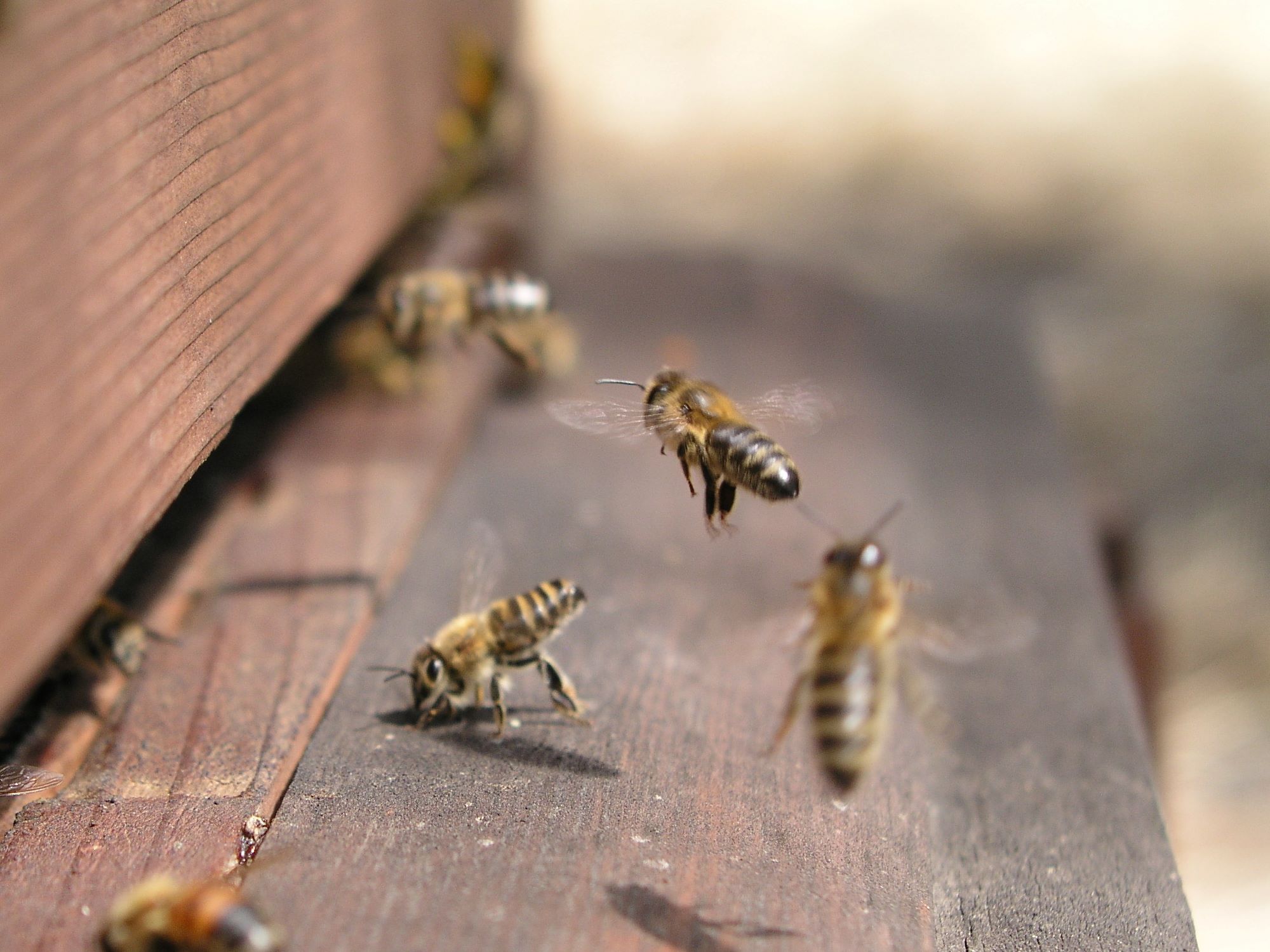 Honey bees at a hive entrance. One bee is landing, apparently guided by the scent trail released from the abdomen of a bee on the landing board, while another, in the foreground, is taking off.