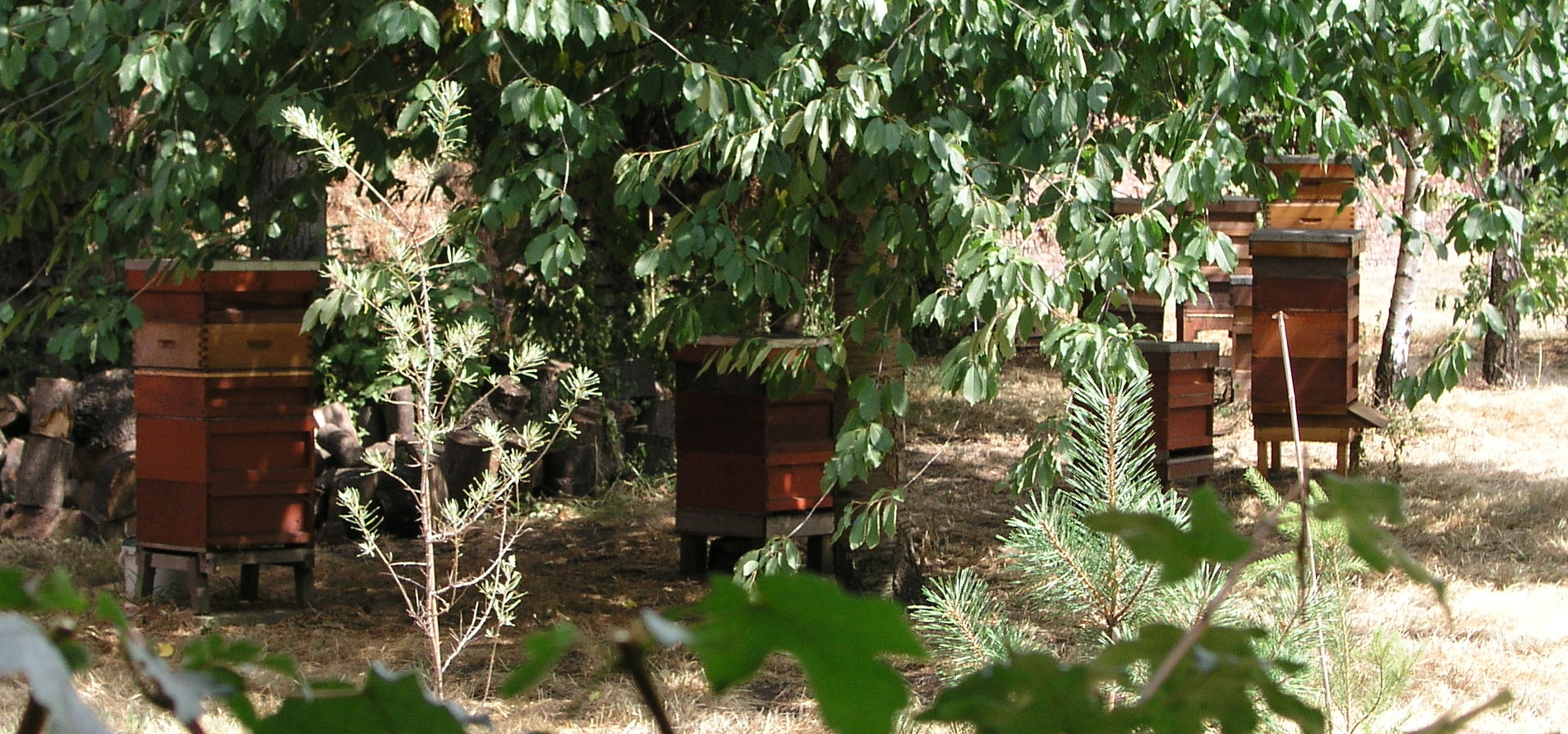 An apiary where seven wooden hives cluster in the dappled shade of leafy trees.